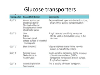Glucose transporters
 