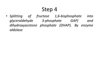 Step 4
• Splitting of fructose 1,6-bisphosphate into
glyceraldehyde 3-phosphate GAP) and
dihydroxyacetone phosphate (DHAP). By enzyme
aldolase
 