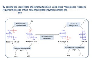 By-passing the irreversible phosphofructokinase-1 and gluco-/hexokinase reactions
requires the usage of two new irreversible enzymes; namely, the fructose-1,6-
diphosphatase and glucose-6-phosphatase.
 