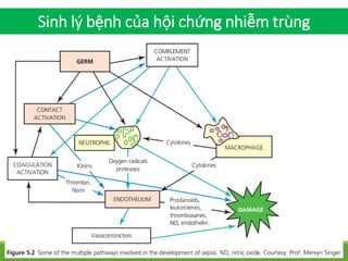 Sinh lý bệnh của hội chứng nhiễm trùng
 