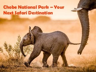 Chobe National Park – Your
Next Safari Destination
 