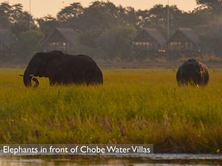 Elephants in front of Chobe Water Villas 
 