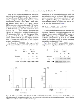 S.K. Yoon et al. / Journal of Biotechnology 122 (2006) 463–472                               469

   At 37 ◦ C, cell growth rate appeared to be constant                 perature did not increase FSH production. In fact, the
throughout repeated batch cultures. On the other hand,                 adaptation decreased the maximum FSH concentration
cell growth rate at 32 ◦ C appeared to slightly increase               and the maximum volumetric productivity by 49% and
during subsequent culture passages. Average µ of the                   35%, respectively. The µ, qFSH and maximum volu-
ﬁrst three batches was 0.145 ± 0.001 h−1 , while that of               metric FSH productivity of adapted cells at 32 ◦ C and
the last three batches was 0.177 ± 0.001 h−1 . Unlike                  37 ◦ C were also summarized in Table 2.
EPO production, a signiﬁcant decrease in FSH produc-
tion was not observed during repeated batch cultures                   3.5. Analysis of CIRP mRNA by RT-PCR
at 32 ◦ C because qFSH was not decreased as much
as qEPO . At 32 ◦ C, qFSH gradually decreased from                        To investigate whether the alleviation of growth sup-
21.0 ng/(106 cells h) to 16.1 ng/(106 cells h) for the ﬁrst            pression at low culture temperature by adaptation was
15 generations, which was still signiﬁcantly higher                    related to down-regulation of CIRP, mRNA contents of
than qFSH at 37 ◦ C. Thereafter, qFSH at 32 ◦ C remained               CIPR at different generations of CHO-EPO and CHO-
almost constant. At 37 ◦ C, qFSH was slightly decreased                FSH cells were quantiﬁed by RT-PCR. The mRNA
from 8.2 ng/(106 cells h) to 6.0 ng/(106 cells h) during               content of ␤-actin was used as an internal control for
repeated batch cultures.                                               normalizing mRNA level of CIRP.
   As observed in CHO-EPO cells, improved cell                            Fig. 5 shows the mRNA content of CIRP at differ-
growth rate achieved by adaptation to low culture tem-                 ent generations. Regardless of cell lines used, the level




Fig. 5. RT-PCR analysis of CIRP in CHO-EPO cells (A and B) and CHO-FSH cells (C and D) at different generations. The RT-PCR of ␤-actin
mRNA was conducted for the normalization of CIRP mRNA level. The relative CIRP mRNA content was estimated as a ratio of the CIRP
mRNA content to ␤-actin mRNA content for each cell sample.
 