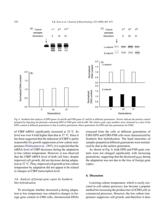 470                                   S.K. Yoon et al. / Journal of Biotechnology 122 (2006) 463–472




Fig. 6. Southern blot analysis of EPO genes (A and B) and FSH genes (C and D) at different generations. Arrows indicate the positive control
prepared by digesting the plasmids containing EPO or FSH gene with EcoRI. The relative gene copy numbers were estimated as a ratio of the
DNA content at different generations to that at earliest generations (three generations for EPO and nine generations for FSH).

of CIRP mRNA signiﬁcantly increased at 32 ◦ C. Its                       extracted from the cells at different generations of
level was over 4-fold higher than that at 37 ◦ C. Since it               CHO-EPO and CHO-FSH cells were characterized by
has been suggested that the induction of CIRP is partly                  Southern blot hybridization. The band intensities of
responsible for growth suppression at low culture tem-                   samples prepared at different generations were normal-
perature (Nishiyama et al., 1997), it is expected that the               ized by that at the earliest generation.
mRNA level of CIRP decreases during the adaptation                          As shown in Fig. 6, both EPO and FSH gene con-
to low culture temperature. However, it was observed                     tents were not changed signiﬁcantly with increasing
that the CIRP mRNA level of both cell lines, despite                     generations, suggesting that the decreased qEPO during
improved cell growth, did not decrease during adapta-                    the adaptation was not due to the loss of foreign gene
tion at 32 ◦ C. Thus, improved cell growth at low culture                copies.
temperature by adaptation did not appear to be related
to changes in CIRP transcription level.
                                                                         4. Discussion
3.6. Analysis of foreign gene copies by Southern
blot hybridization                                                          Lowering culture temperature, which is easily exe-
                                                                         cuted in cell culture processes, has become a popular
   To investigate whether decreased q during adapta-                     method for increasing the product titer of rCHO cells in
tion to low temperature was related to changes in for-                   commercial processes. However, the low culture tem-
eign gene content in CHO cells, chromosomal DNAs                         perature suppresses cell growth, and therefore it does
 