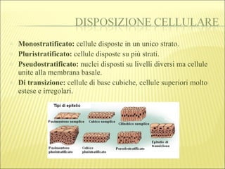 Strati Cellula Chock Tessuto Epiteliale | PPT