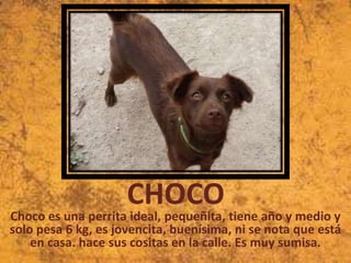 CHOCO

Choco es una perrita ideal, pequeñita, tiene año y medio y
solo pesa 6 kg, es jovencita, buenísima, ni se nota que está
en casa. hace sus cositas en la calle. Es muy sumisa.

 