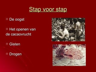 Stap voor stap De oogst Het openen van  de cacaovrucht Gisten Drogen  