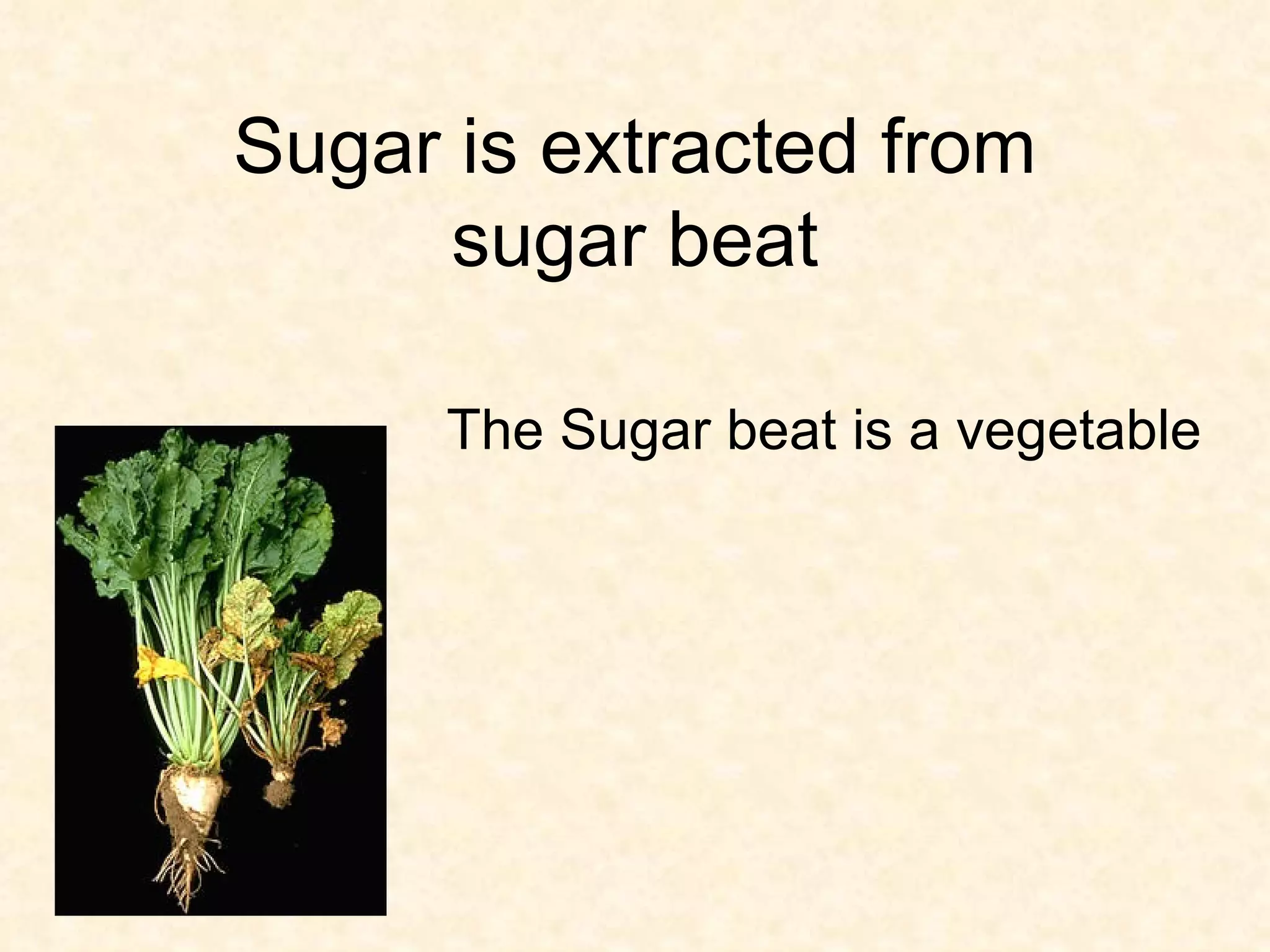 Sugar is extracted from sugar beat The Sugar beat is a vegetable