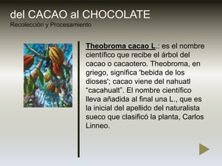 del CACAO al CHOCOLATERecolección y Procesamiento<br />Theobroma cacao L.: es el nombre científico que recibe el árbol del...