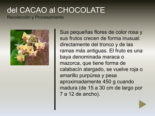 del CACAO al CHOCOLATERecolección y Procesamiento<br />Sus pequeñas flores de color rosa y sus frutos crecen de forma inus...