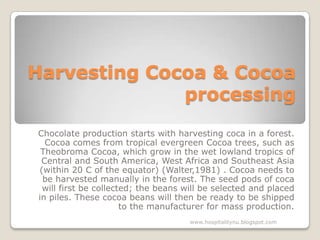 Harvesting Cocoa & Cocoa
              processing
Chocolate production starts with harvesting coca in a forest.
  Cocoa comes from tropical evergreen Cocoa trees, such as
 Theobroma Cocoa, which grow in the wet lowland tropics of
 Central and South America, West Africa and Southeast Asia
(within 20 C of the equator) (Walter,1981) . Cocoa needs to
 be harvested manually in the forest. The seed pods of coca
 will first be collected; the beans will be selected and placed
in piles. These cocoa beans will then be ready to be shipped
                      to the manufacturer for mass production.
                                     www.hospitalitynu.blogspot.com
 