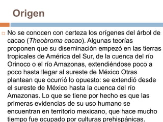 Origen 
 No se conocen con certeza los orígenes del árbol de 
cacao (Theobroma cacao). Algunas teorías 
proponen que su diseminación empezó en las tierras 
tropicales de América del Sur, de la cuenca del río 
Orinoco o el río Amazonas, extendiéndose poco a 
poco hasta llegar al sureste de México Otras 
plantean que ocurrió lo opuesto: se extendió desde 
el sureste de México hasta la cuenca del río 
Amazonas. Lo que se tiene por hecho es que las 
primeras evidencias de su uso humano se 
encuentran en territorio mexicano, que hace mucho 
tiempo fue ocupado por culturas prehispánicas. 
 