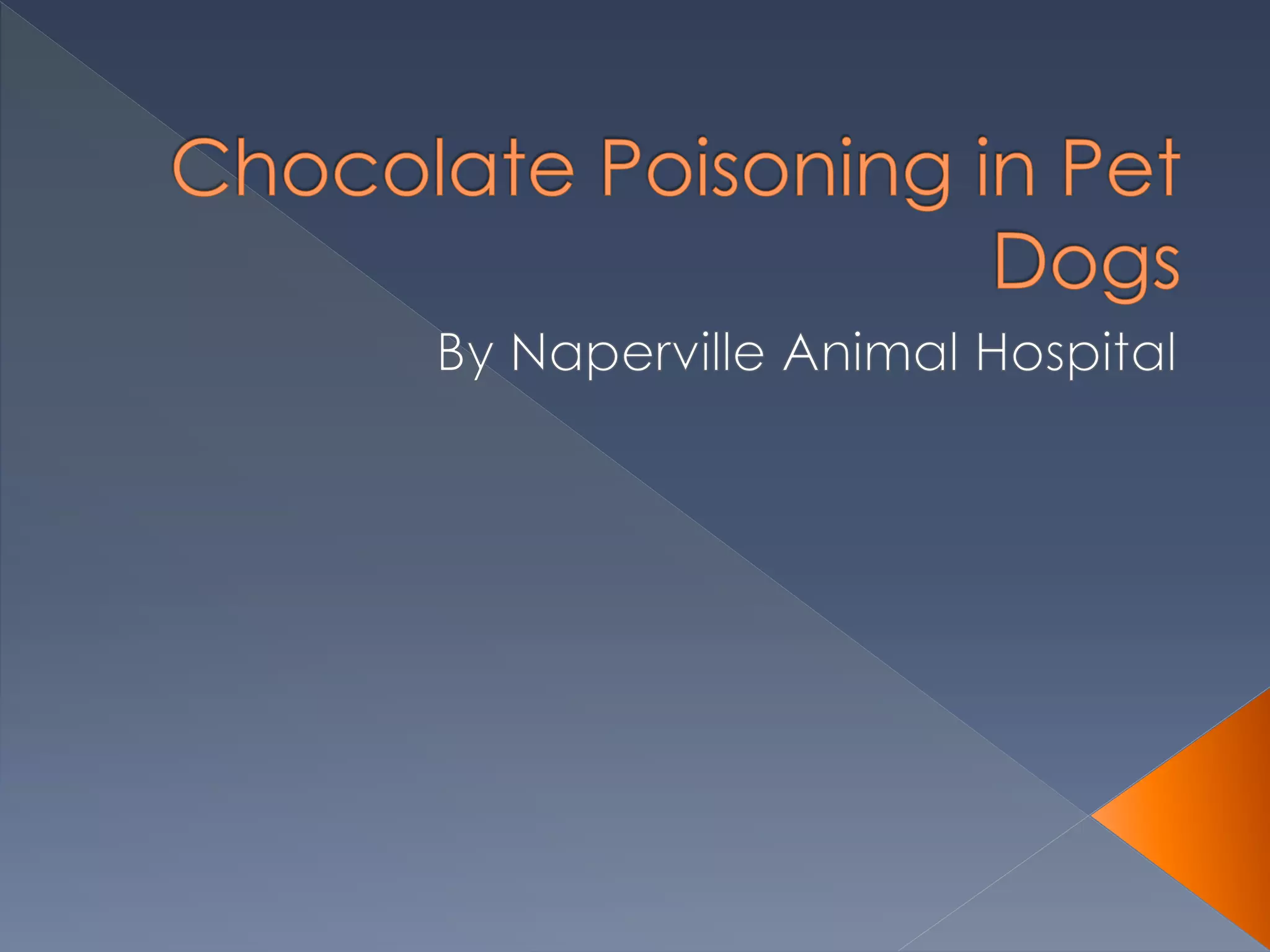 Chocolate Poisoning In Donkeys: What You Need To Know - b83a38i