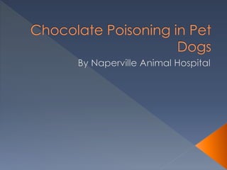 Chocolate Poisoning in Pet Dogs | PPT - Pet Danger Zones Chocolate Exposure