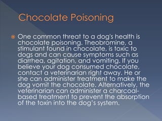 View of Chocolate Poisoning in Pet Dogs | PPT