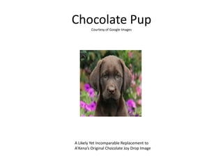 Chocolate Pup
Courtesy of Google Images
A Likely Yet Incomparable Replacement to
A’Kena’s Original Chocolate Joy Drop Image
 