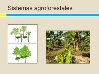 Sistemas agroforestales
 