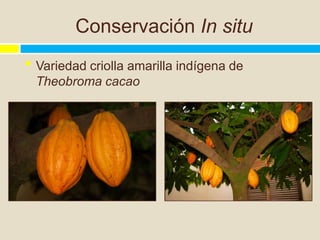 Conservación In situ
• Variedad criolla amarilla indígena de
 Theobroma cacao
 
