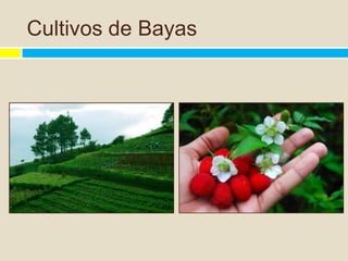 Cultivos de Bayas
 