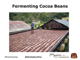 Fermenting Cocoa Beans 
#Tree2Tummy @MostlyAboutChoc 
 