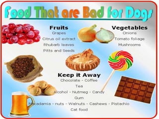 Chocolate toxicity in animals by Dr.Amandeep | PPTX