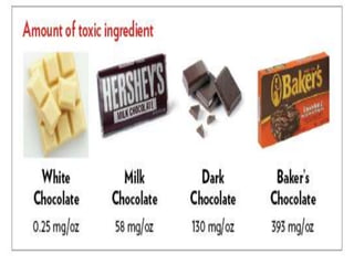 Image showcasing Chocolate toxicity in animals by Dr.Amandeep | PPTX