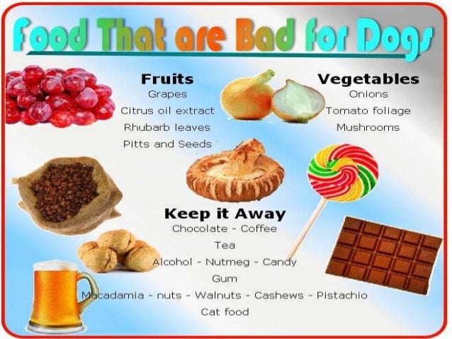 chocolate toxicity in animals by dr amandeep how much chocolate is toxic to a dog