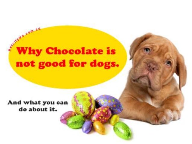 chocolate toxicity in animals by dr amandeep how much chocolate is toxic to a dog