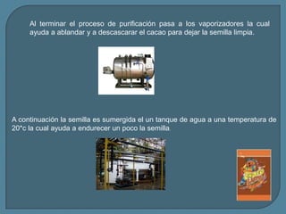 Al terminar el proceso de purificación pasa a los vaporizadores la cual ayuda a ablandar y a descascarar el cacao para dejar la semilla limpia.A continuación la semilla es sumergida el un tanque de agua a una temperatura de 20*c la cual ayuda a endurecer un poco la semilla.