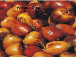 POR SUS FRUTOS