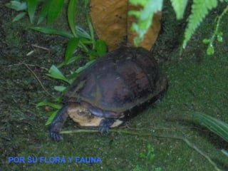 POR SU FLORA Y FAUNA