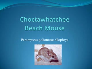 Choctawhatchee Beach Mouse Peromyscuspolionotusallophrys 