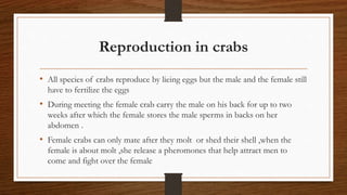 Reproduction in crabs
• All species of crabs reproduce by lieing eggs but the male and the female still
have to fertilize the eggs
• During meeting the female crab carry the male on his back for up to two
weeks after which the female stores the male sperms in backs on her
abdomen .
• Female crabs can only mate after they molt or shed their shell ,when the
female is about molt ,she release a pheromones that help attract men to
come and fight over the female
 