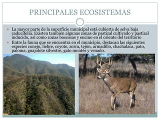 PRINCIPALES ECOSISTEMAS
 La mayor parte de la superficie municipal está cubierta de selva baja
caducifolia. Existen también algunas zonas de pastizal cultivado y pastizal
inducido, así como zonas boscosas y encino en el oriente del territorio
 Entre la fauna que se encuentra en el municipio, destacan las siguientes
especies conejo, liebre, coyote, zorra, tejón, armadillo, chachalaca, pato,
paloma, guajolote silvestre, gato montés y venado.
 