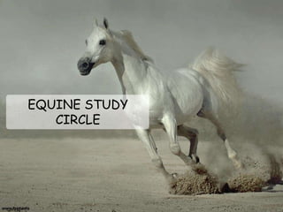 EQUINE STUDY
CIRCLE
 
