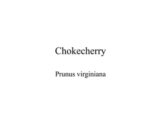 Chokecherry 
Prunus virginiana 
 
