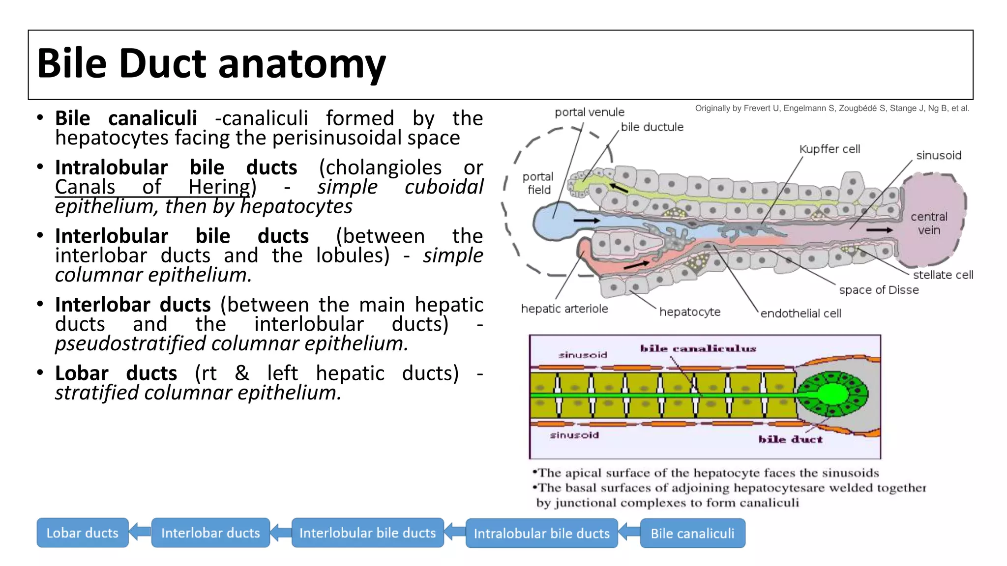 Bile Duct anatomy
• Bile canaliculi -canaliculi formed by the
hepatocytes facing the perisinusoidal space
• Intralobular bile ducts (cholangioles or
Canals of Hering) - simple cuboidal
epithelium, then by hepatocytes
• Interlobular bile ducts (between the
interlobar ducts and the lobules) - simple
columnar epithelium.
• Interlobar ducts (between the main hepatic
ducts and the interlobular ducts) -
pseudostratified columnar epithelium.
• Lobar ducts (rt & left hepatic ducts) -
stratified columnar epithelium.
Originally by Frevert U, Engelmann S, Zougbédé S, Stange J, Ng B, et al.
 