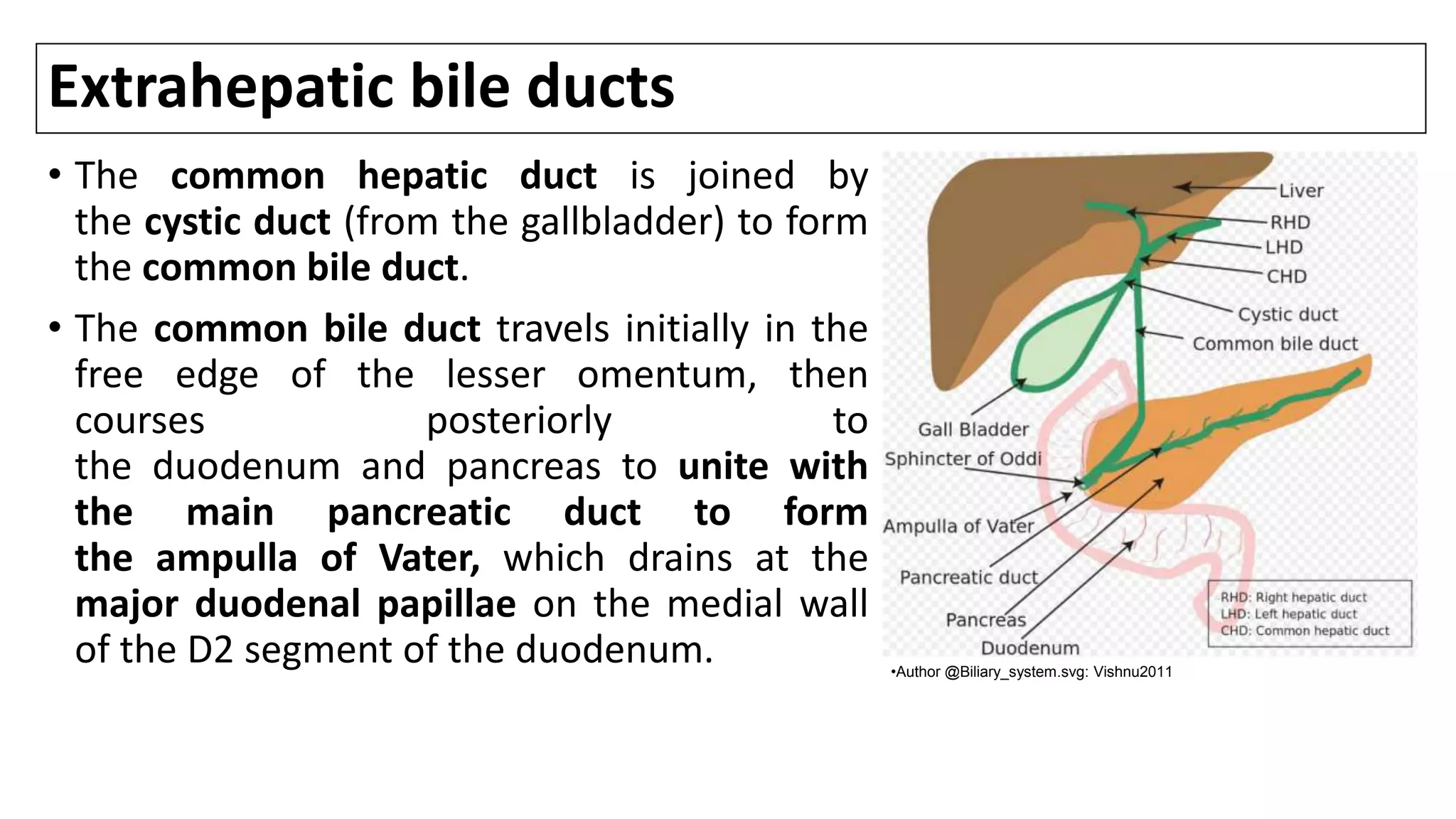 Extrahepatic bile ducts
• The common hepatic duct is joined by
the cystic duct (from the gallbladder) to form
the common bile duct.
• The common bile duct travels initially in the
free edge of the lesser omentum, then
courses posteriorly to
the duodenum and pancreas to unite with
the main pancreatic duct to form
the ampulla of Vater, which drains at the
major duodenal papillae on the medial wall
of the D2 segment of the duodenum. •Author @Biliary_system.svg: Vishnu2011
 