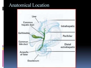 Anatomical Location
 