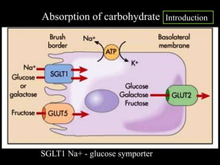 SGLT1 Na+ - glucose symporter
Absorption of carbohydrate Introduction
 