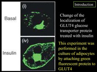 This experiment was
performed in the
culture of adipocytes
by attaching green
fluorescent protein to
GLUT4
Change of the
localization of
GLUT4 glucose
transporter protein
treated with insulin
Introduction
 