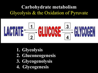 Carbohydrate metabolism
Glycolysis & the Oxidation of Pyruvate
1. Glycolysis
2. Gluconeogenesis
3. Glycogenolysis
4. Glycogenesis
 