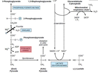 Glycolysis cont.
 
