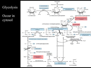 Glycolysis
Occur in
cytosol
 