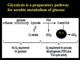 Glycolysis is a preparatory pathway
for aerobic metabolism of glucose
TCA
 
