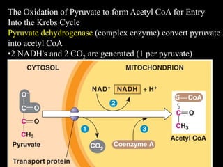 The Oxidation of Pyruvate to form Acetyl CoA for Entry
Into the Krebs Cycle
Pyruvate dehydrogenase (complex enzyme) convert pyruvate
into acetyl CoA
•2 NADH's and 2 CO2 are generated (1 per pyruvate)
 