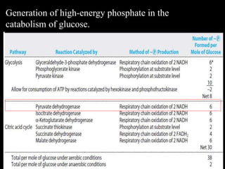 Generation of high-energy phosphate in the
catabolism of glucose.
 