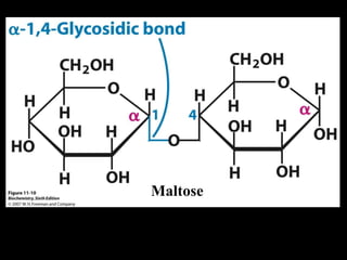 Maltose
 