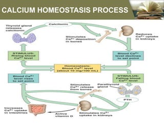 CALCIUM HOMEOSTASIS PROCESS
 