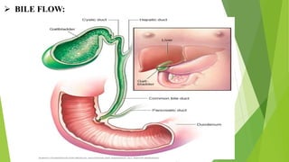 BILE FLOW:
 